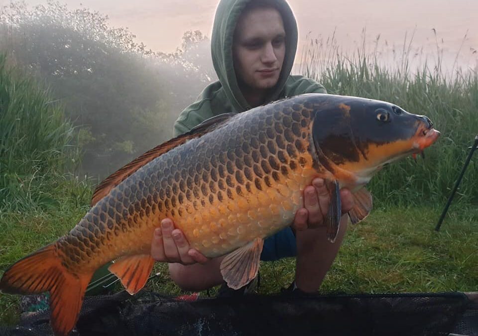 Ibsley Pools Carp